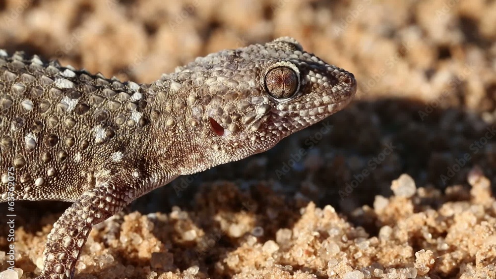 Portrait of a bibron gecko, Kalahari desert Portrait of a bibron gecko, Kalahari desert