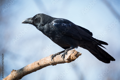 Canvas Print Black crow