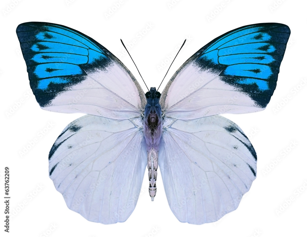 Naklejka premium piękny motyl na białym tle