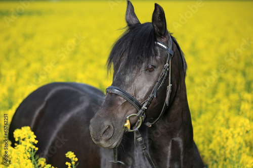 black horse in canola field
