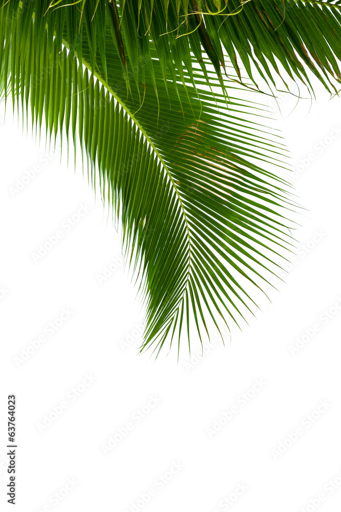 Fototapeta premium Leaves of coconut tree isolated on white background