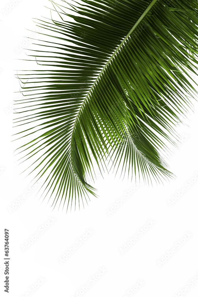 Fototapeta premium Liście drzewa kokosowego na białym tle