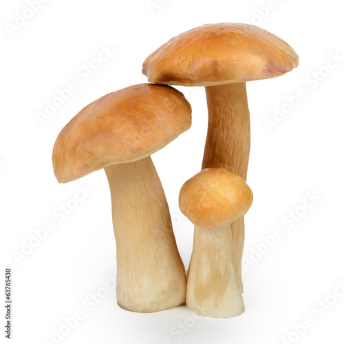 Boletus edulis or cep mushroom isolated on white