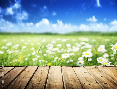 field of daisy flowers and wood floor