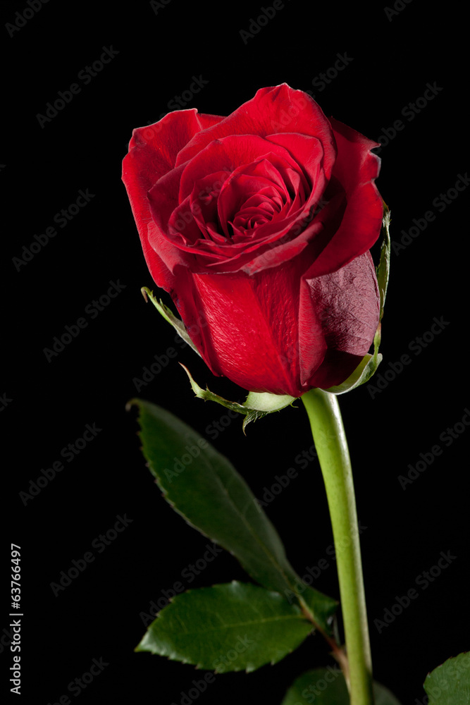 Fototapeta premium Red rose