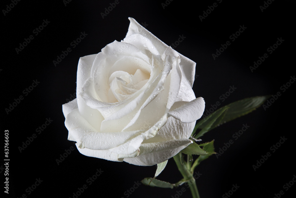 White rose - obrazy, fototapety, plakaty 