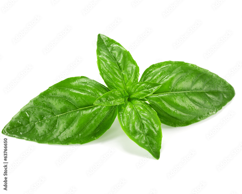Basil isolated Basil isolated