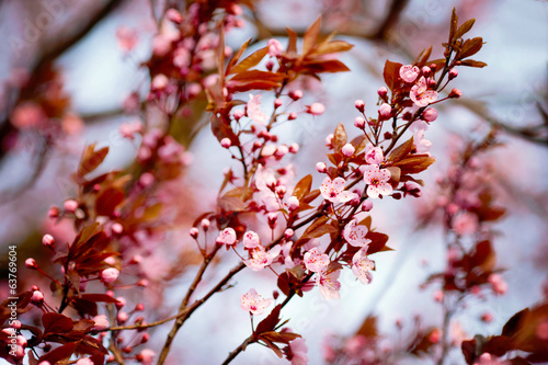 Pink flower in blue background