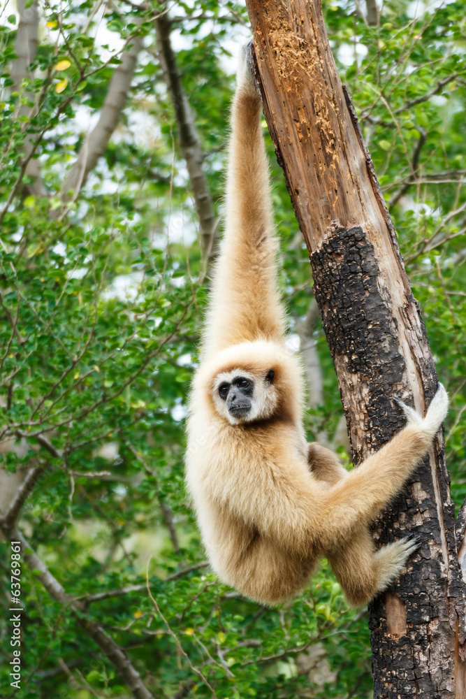 Fototapeta premium Gibbon (Hylobates lar) climb tree in forest ,Chiangrai ,Thailand