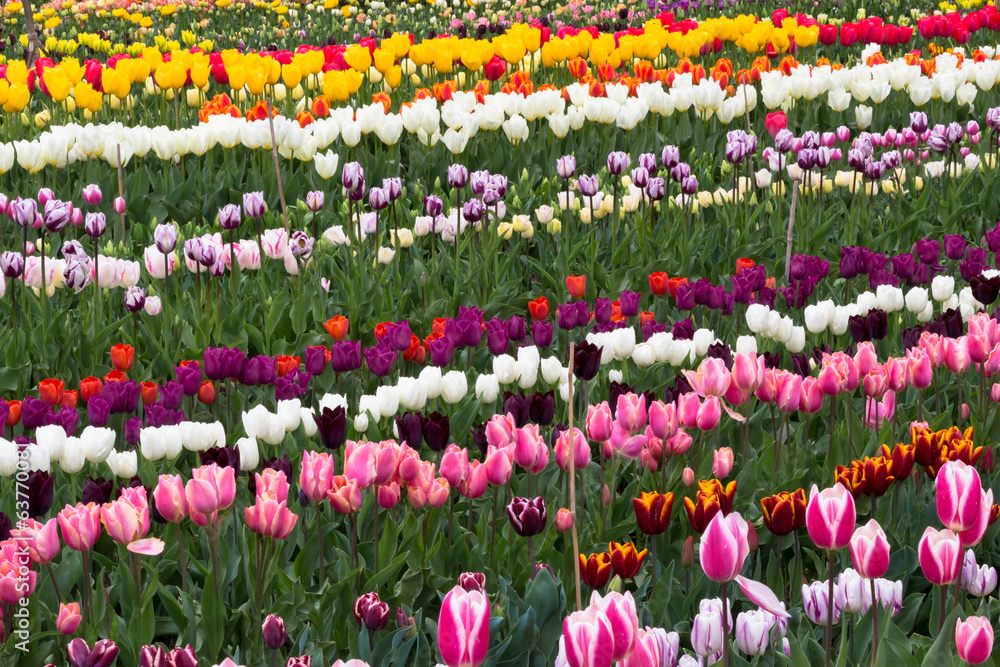 Tulip Garden