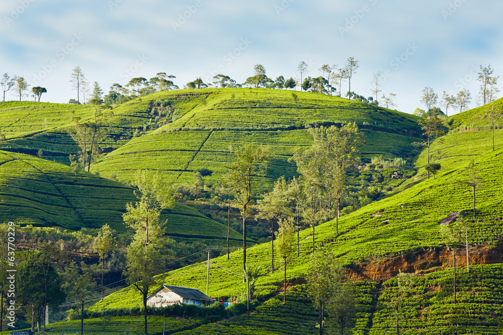 Tea plantation