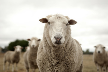Ingelijste posters Schaap Schaap met dikke wollen vacht  © jodie777