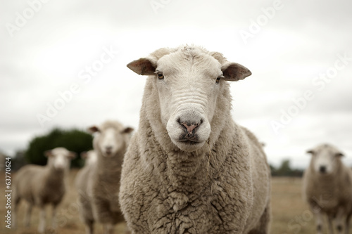 Canvastavla Sheep