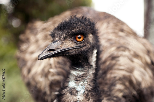 Fotografie Emu looking at you