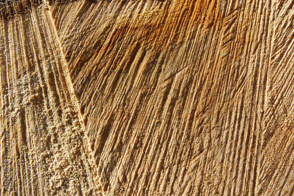 Tree trunk background Tree trunk background