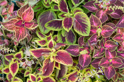 Leaf and country borage