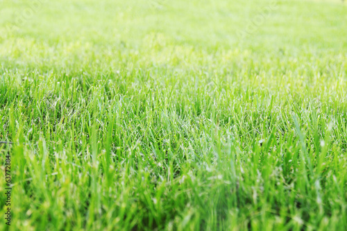 sheared lawn