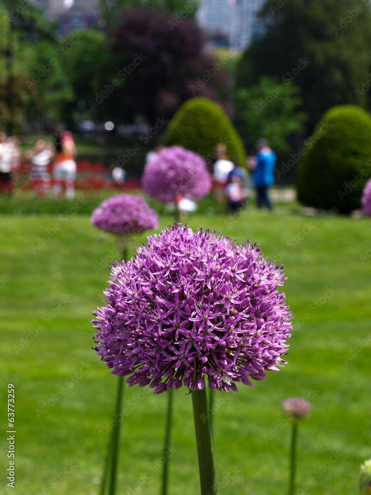 Obraz premium Allium-3