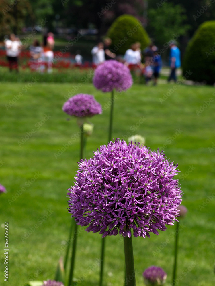 Obraz premium Allium-2