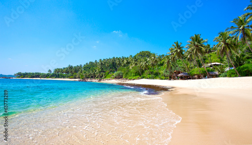 Palm trees at a tropical beach photo