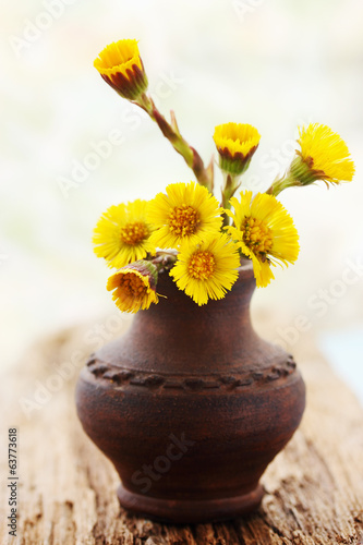 coltsfoot in the vase
