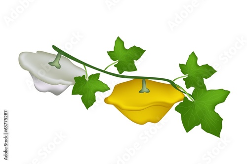 Two Pattypan Squash Plant on White Background
