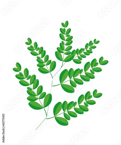 A Fresh Moringa Leaves on White Background photo