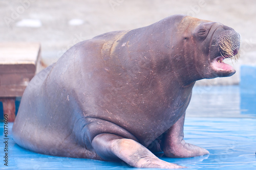 Walrus doing cheering