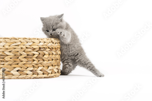 Britisch Kurzhaar BKH Kitten / British Shorthair