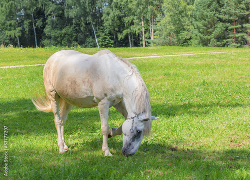 The horse is grazed on a meadow photo