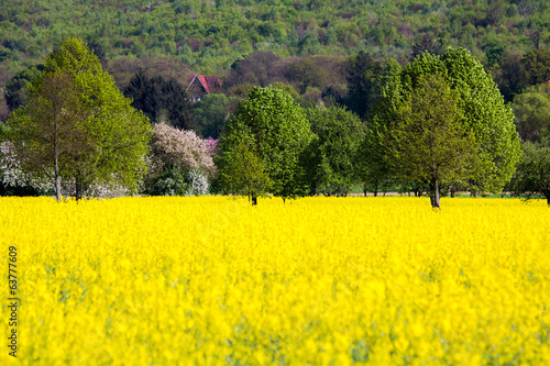Rapsfeld
