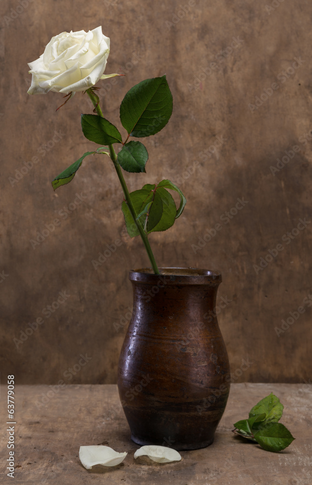 White rose in a vase