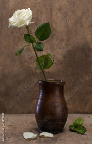 White rose in a vase