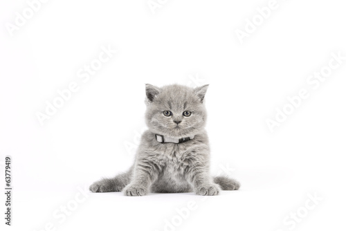 Britisch Kurzhaar BKH Kitten / British Shorthair