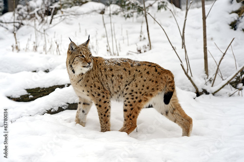 Lynx