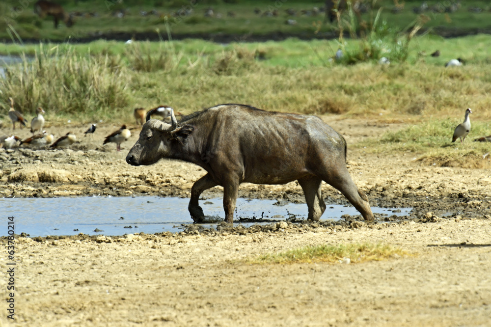 Buffalo Buffalo