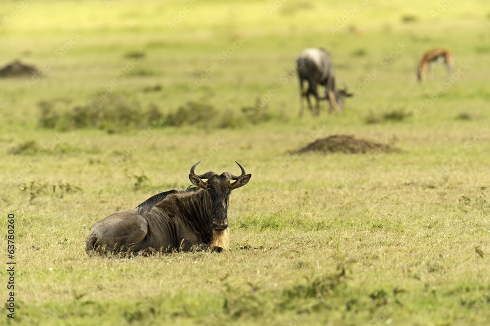 Wildebeest Wildebeest