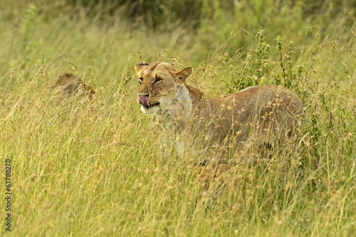 Lions Masai Mara