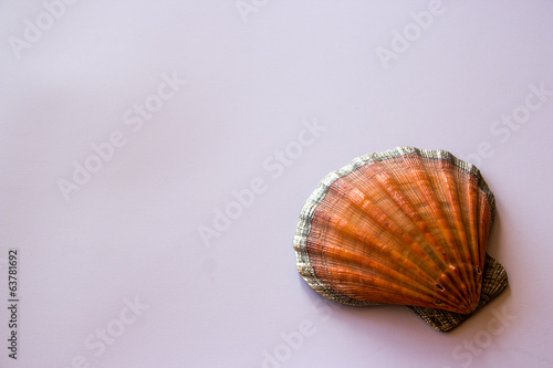 shell on white background