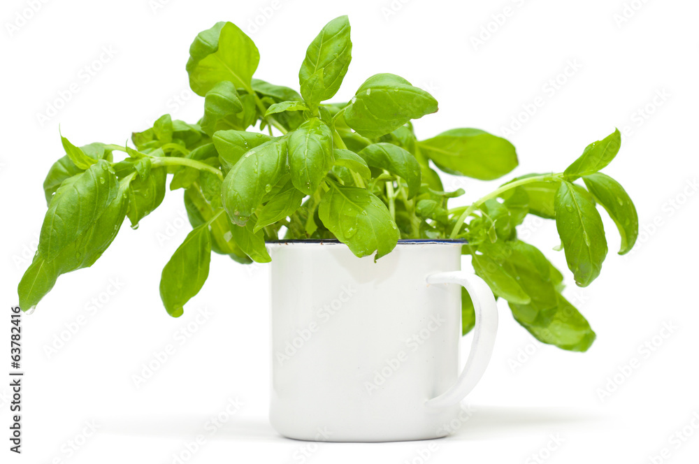 growing sweet basil plants in an enamel mug growing sweet basil plants in an enamel mug