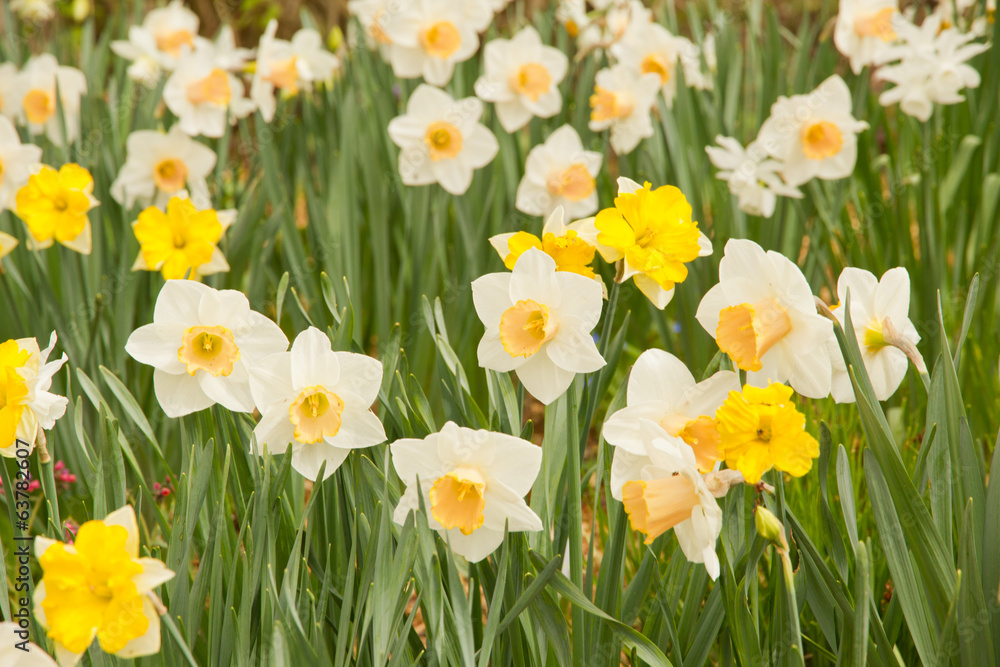 Daffodils Daffodils