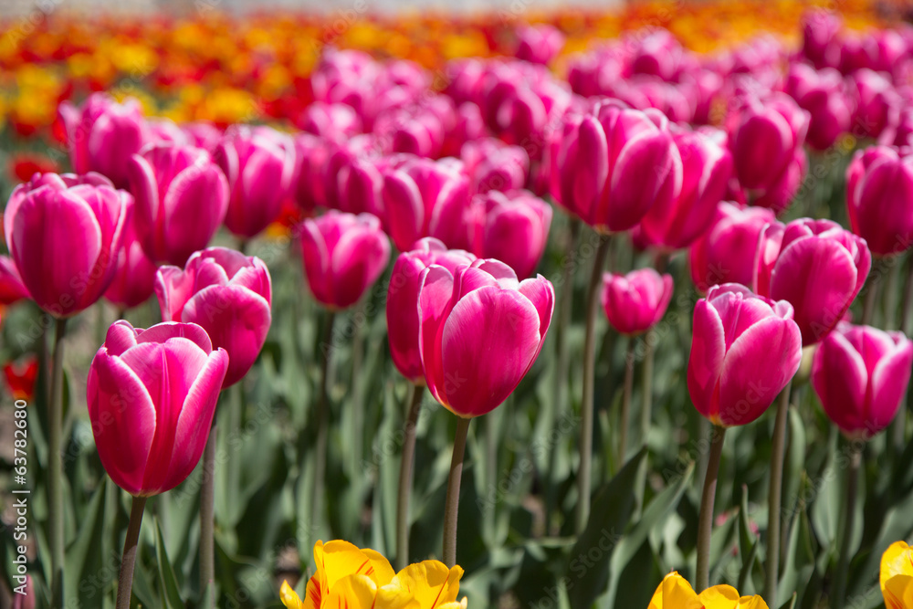 Garden of pink tulips in the garden