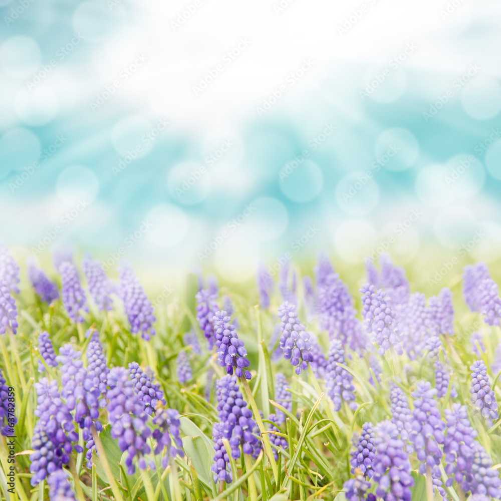 Naklejka premium Blue hyacinth