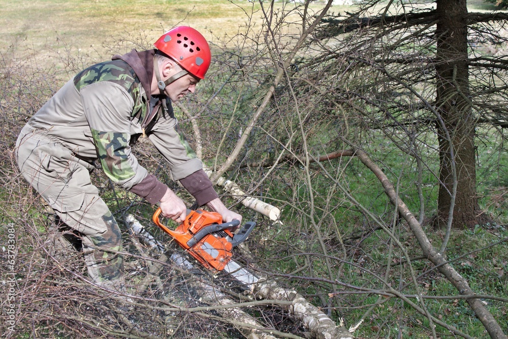 A lumberjack working with a chainsaw, (Betula) A lumberjack working with a chainsaw, (Betula)
