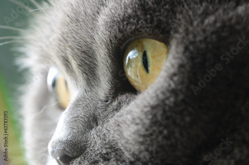 cat's eyes, british blue shorthair