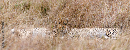 Canvas Print African cheetahs