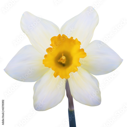 Photo-realistic illustration. Yellow jonquil flower isolated on