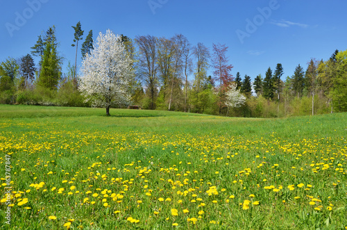Beautiful spring meadow. Switzerland