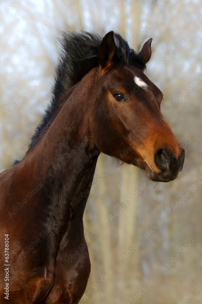Fototapeta premium Brauner im Galopp Portrait