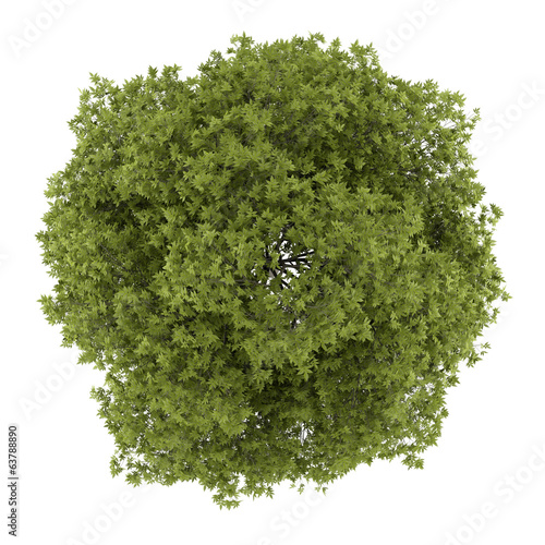 top view of white ash tree isolated on white background